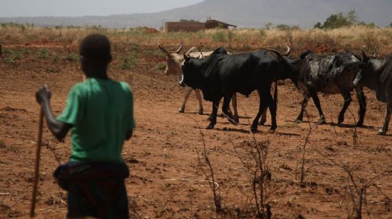Riduzione del rischio di disastri per le comunità pastorali in Karamoja (Uganda) e in nord Pokot (Kenia) dpv